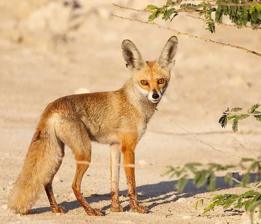 Red Fox